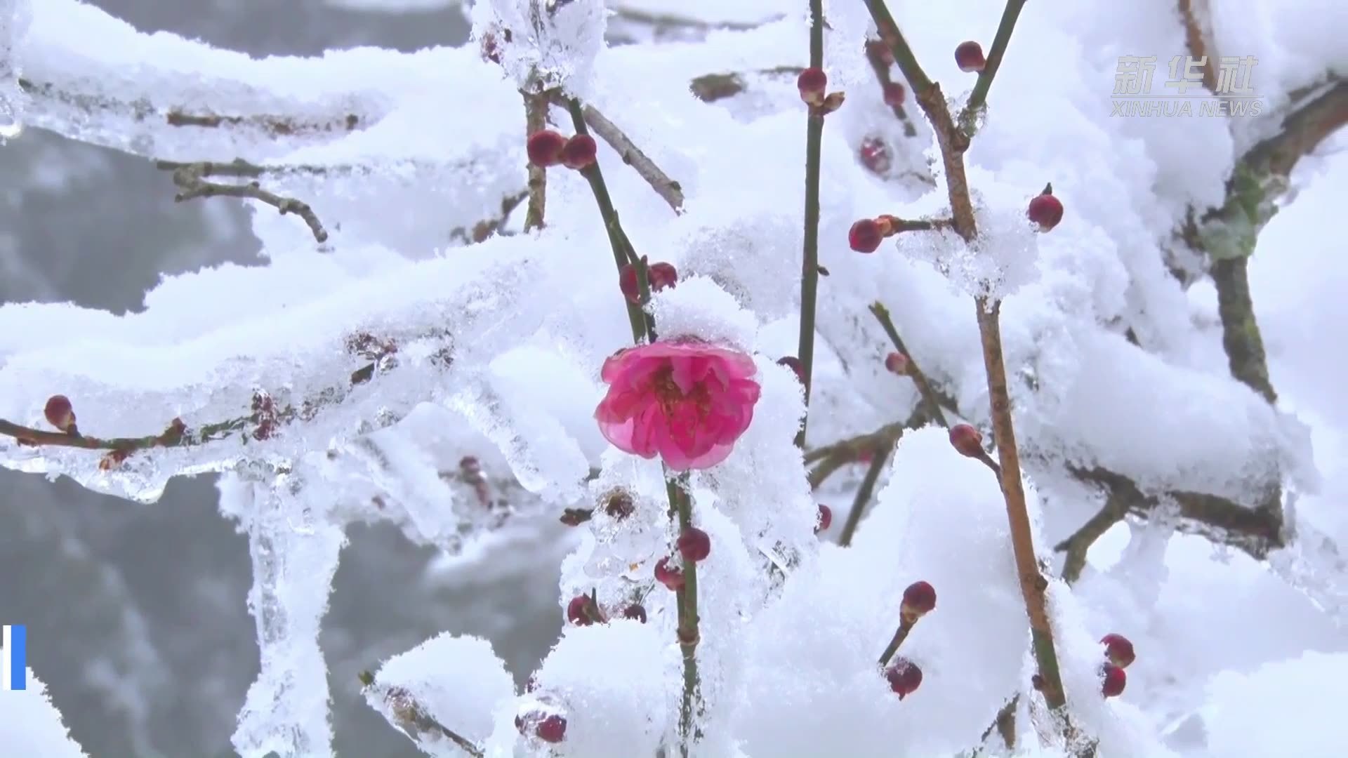 江西庐山：花径绽梅蕊 雪凝一段香