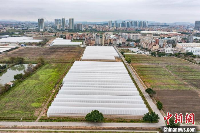 广州白云“菜篮子”建设提档升级打造大湾区现代蔬菜基地
