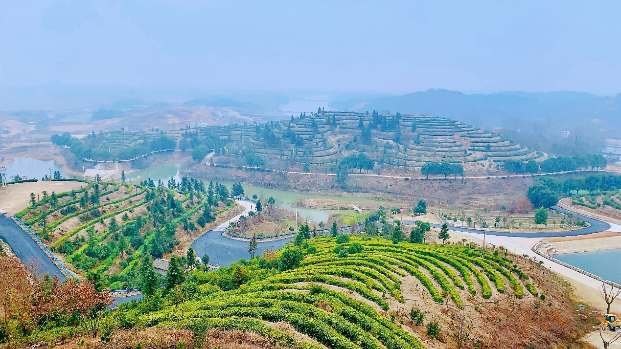 罗山县周党镇茶旅红旅风光好乡村振兴幸福长