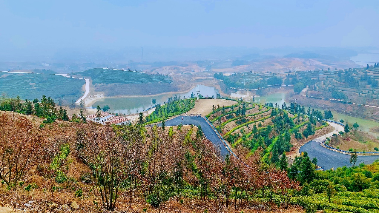 罗山县周党镇茶旅红旅风光好乡村振兴幸福长