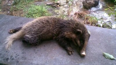 庄稼地常被猪獾破坏 村民捕获售卖犯非法狩猎罪获刑_凤凰网