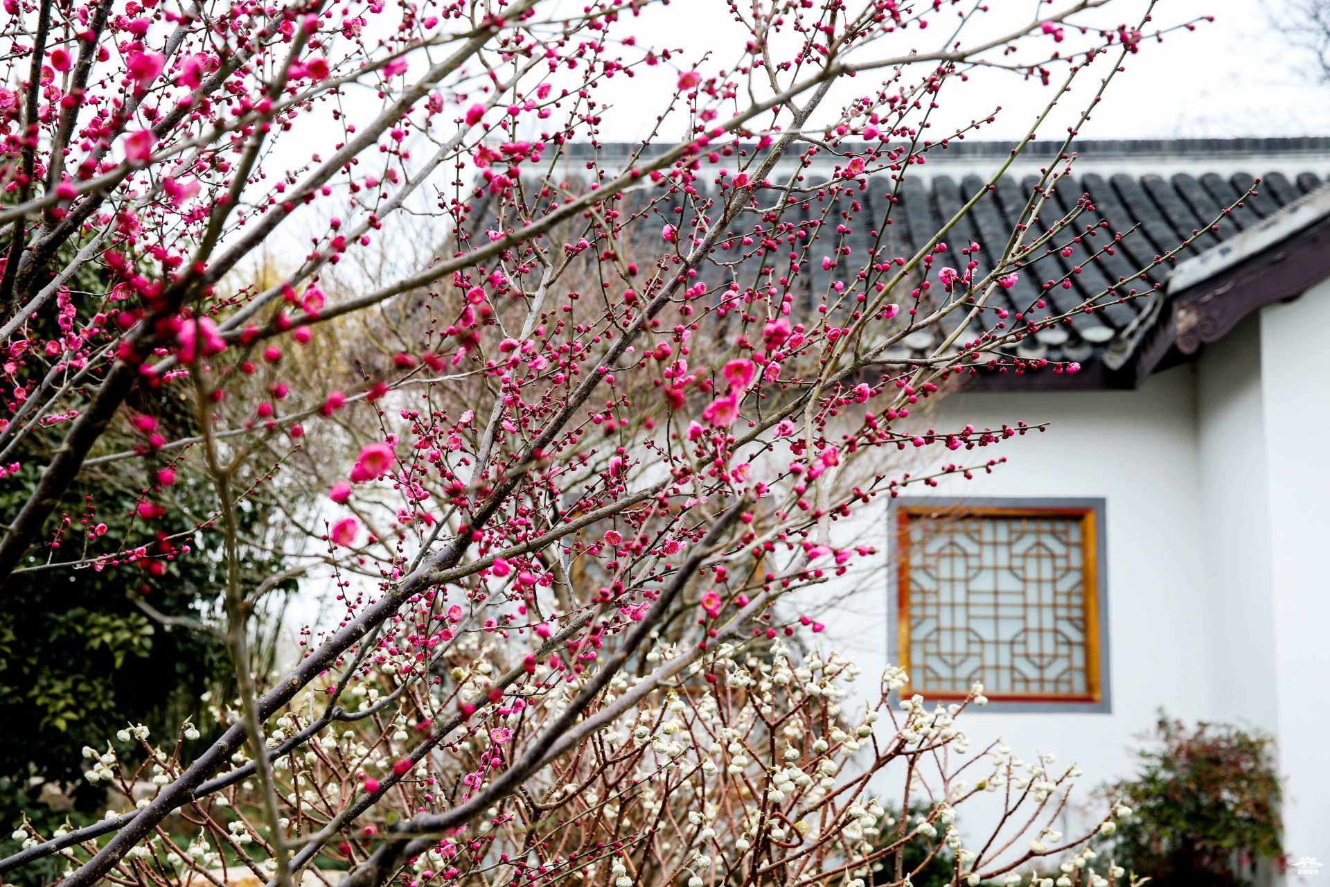 瘦西湖里梅花绽放暗香浮动