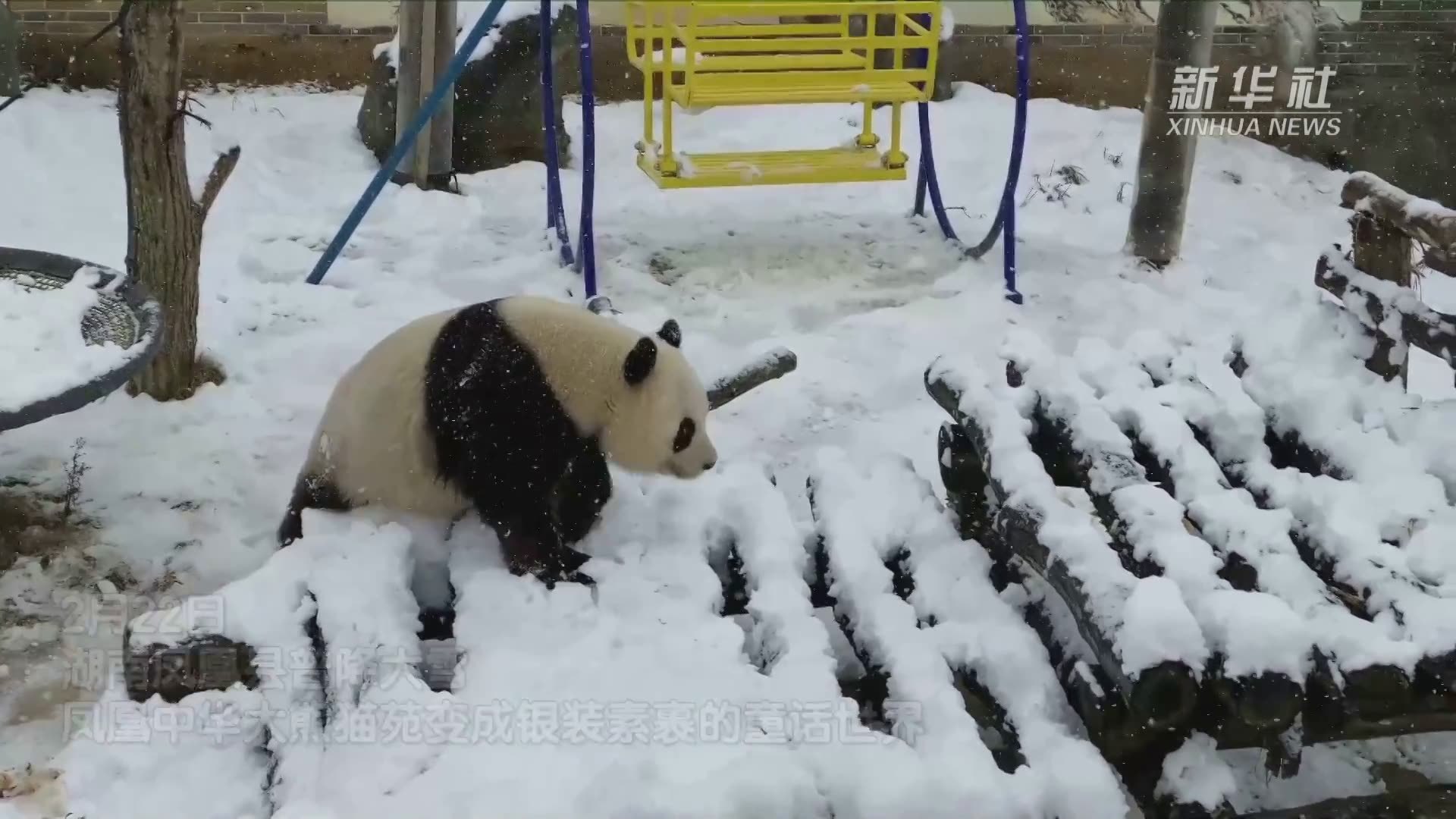 可爱！看大熊猫雪中撒欢卖萌