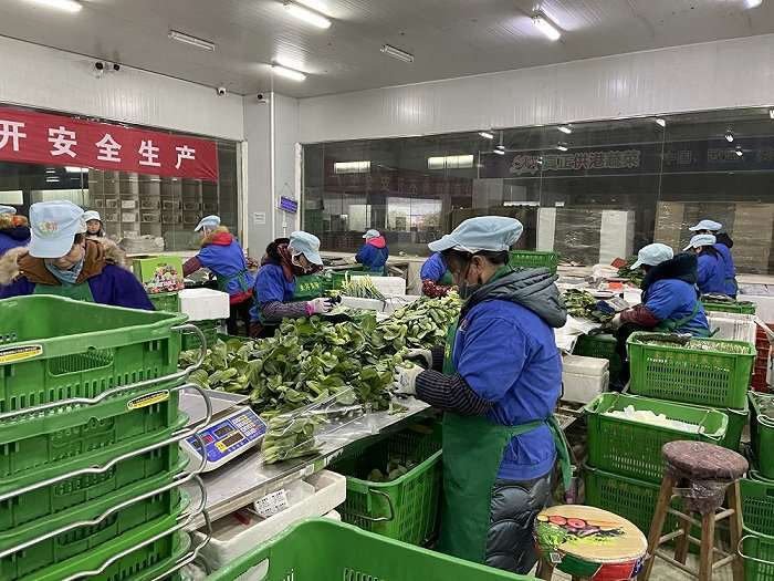 湖南省新田东升农场的务工人员正在分拣打包蔬菜。新华社记者 余春生 摄