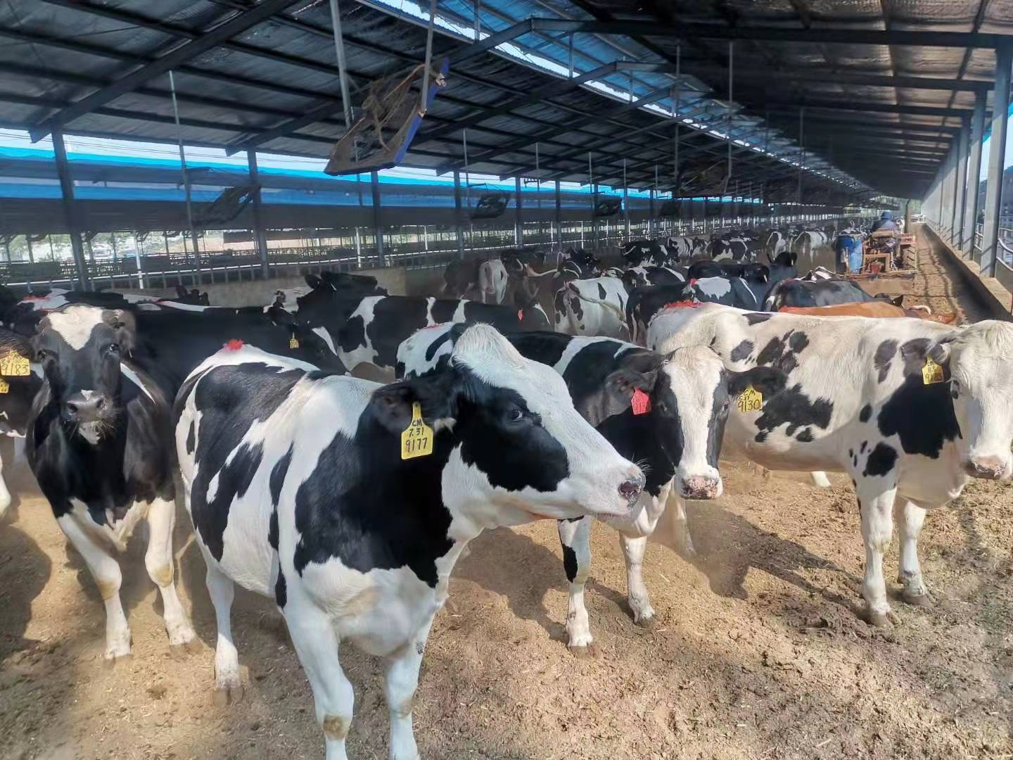 乐陵市金亿奶牛养殖专业合作社