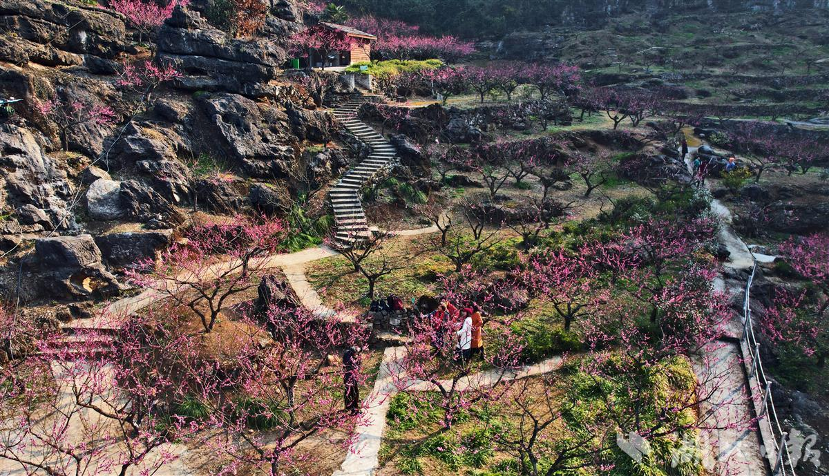 湖北峡谷红梅盛开