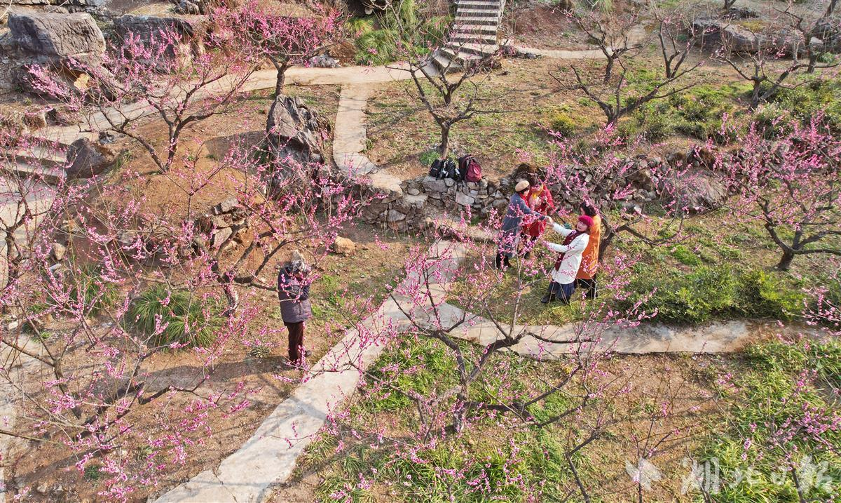 湖北峡谷红梅盛开