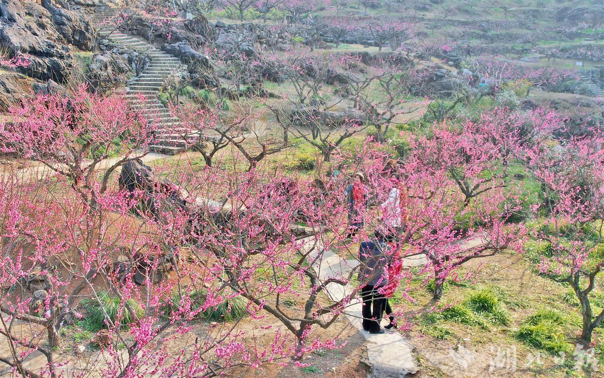 湖北峡谷红梅盛开