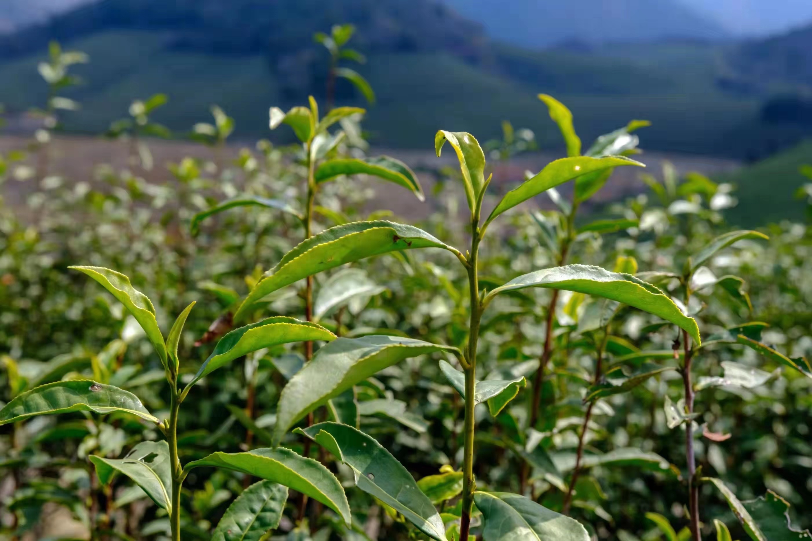 春茶採摘在即福泉山茶場全力備戰春茶生產