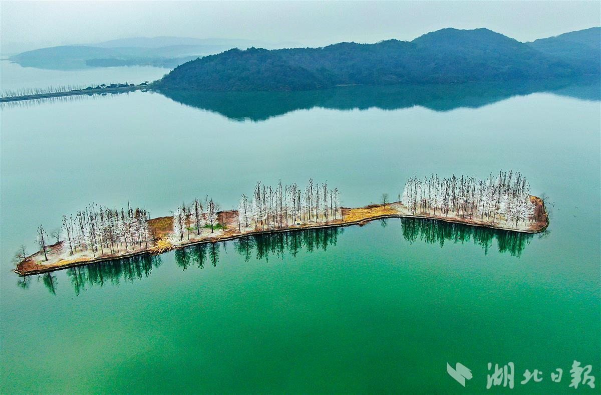 武汉东湖落雁鸟岛现“雾凇”奇景