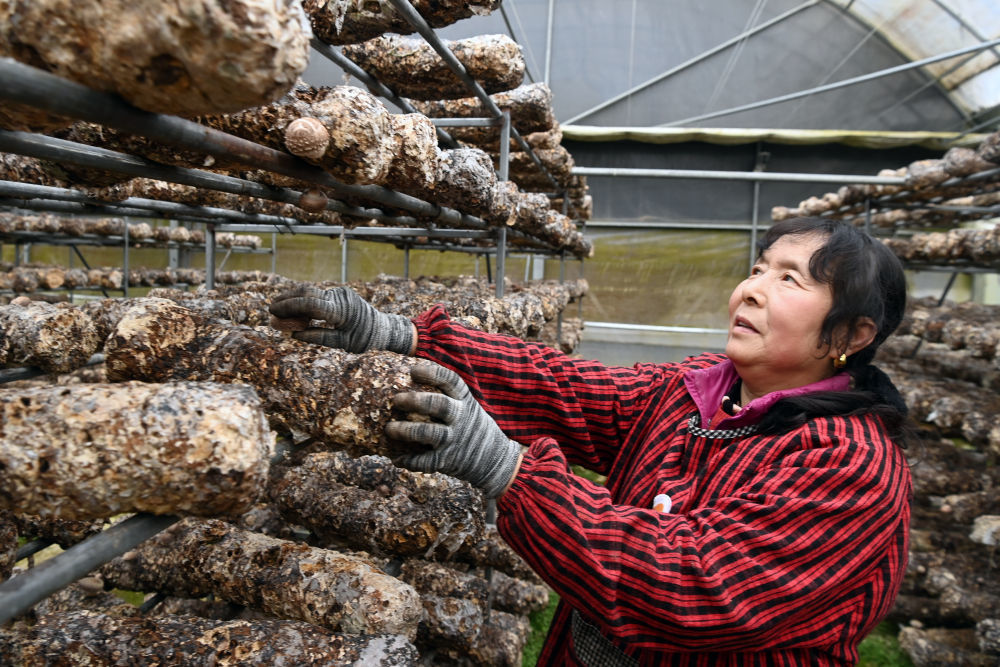 徽县一家食用菌公司的工人在采摘香菇（2月20日摄） 新华社记者 范培珅 摄