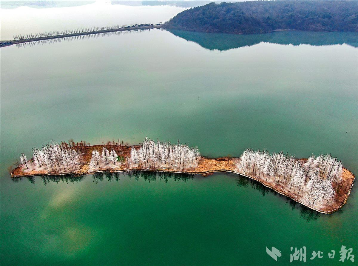 武汉东湖落雁鸟岛现“雾凇”奇景