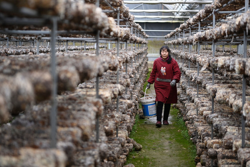 徽县一家食用菌公司的工人在采摘香菇（2月20日摄） 新华社记者 范培珅 摄