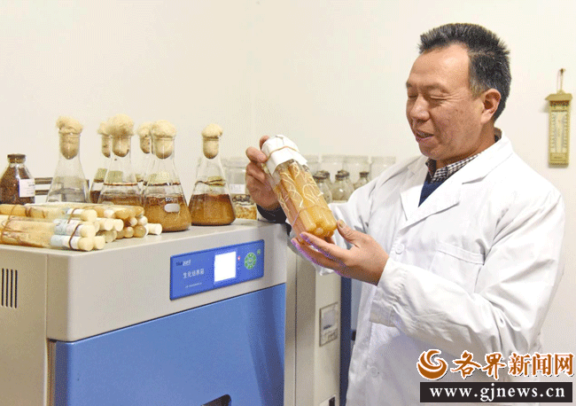 张怀荣在天麻研究所查看菌种培育情况