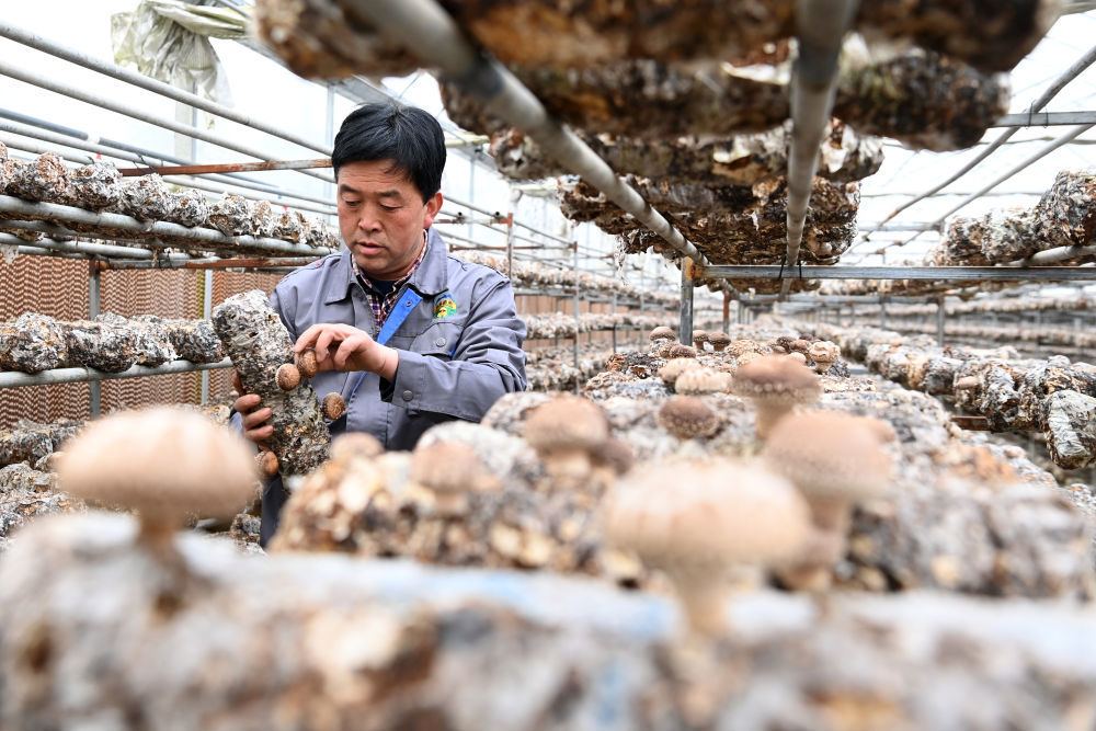 徽县一家食用菌公司的工人在采摘香菇（2月20日摄） 新华社记者 范培珅 摄