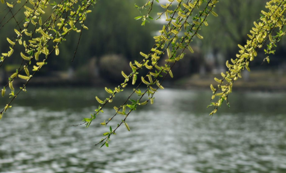 柳枝随风摆动，离别之情悠悠。图源自网络