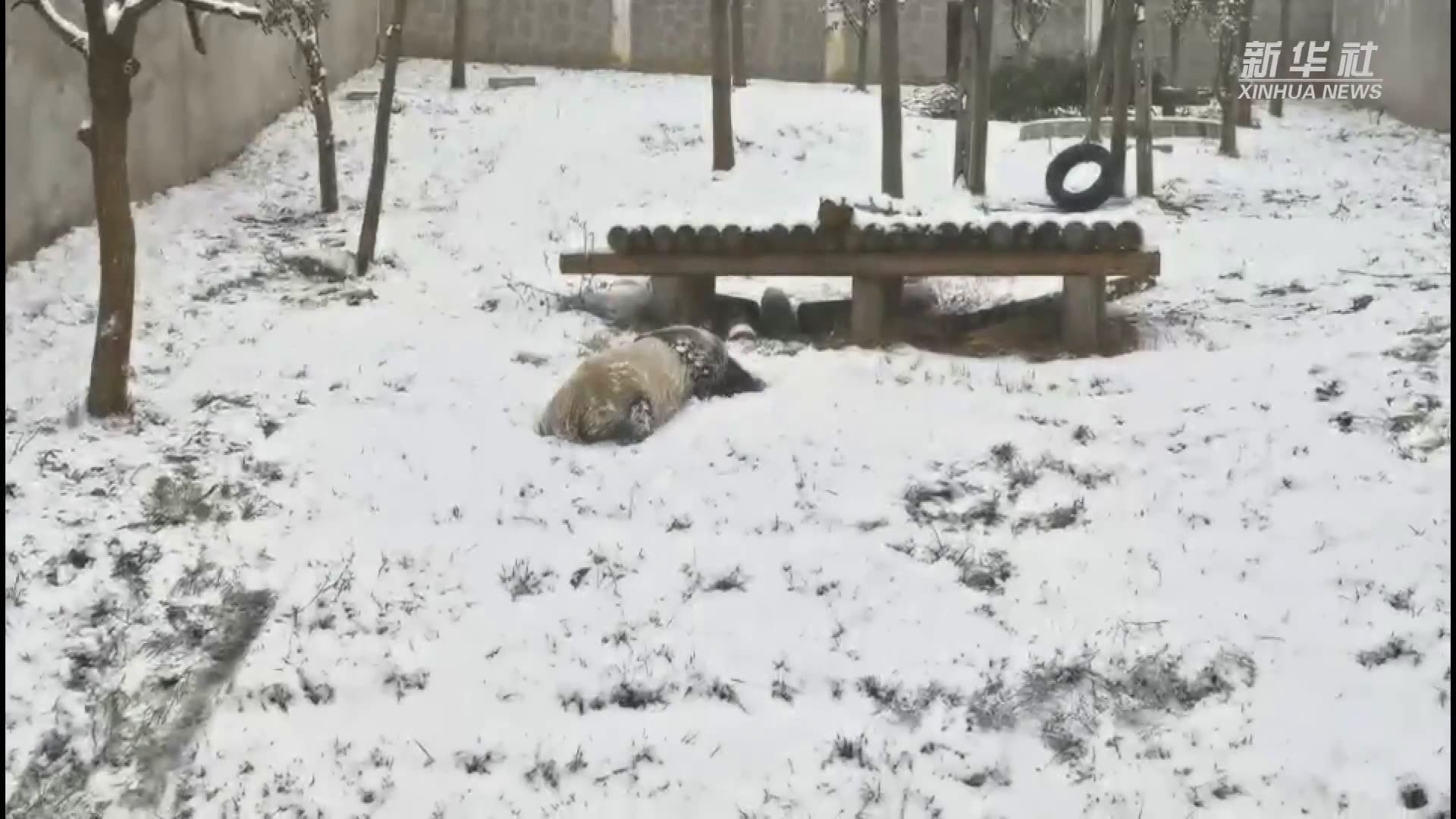 大熊猫的滑雪姿势——连滚带爬