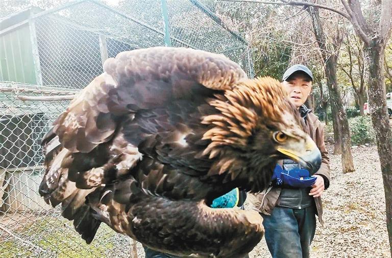 落在村民园子里的金雕。 (记者 高乐 摄)