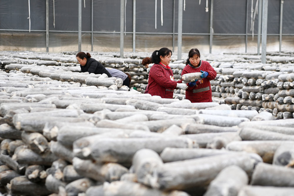 徽县一家食用菌公司的工人在搬运食用菌菌棒（2月20日摄） 新华社记者 范培珅 摄