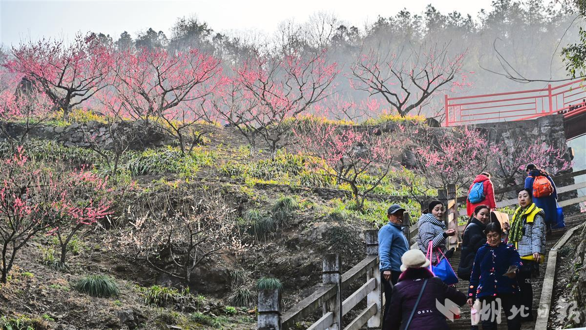 湖北峡谷红梅盛开