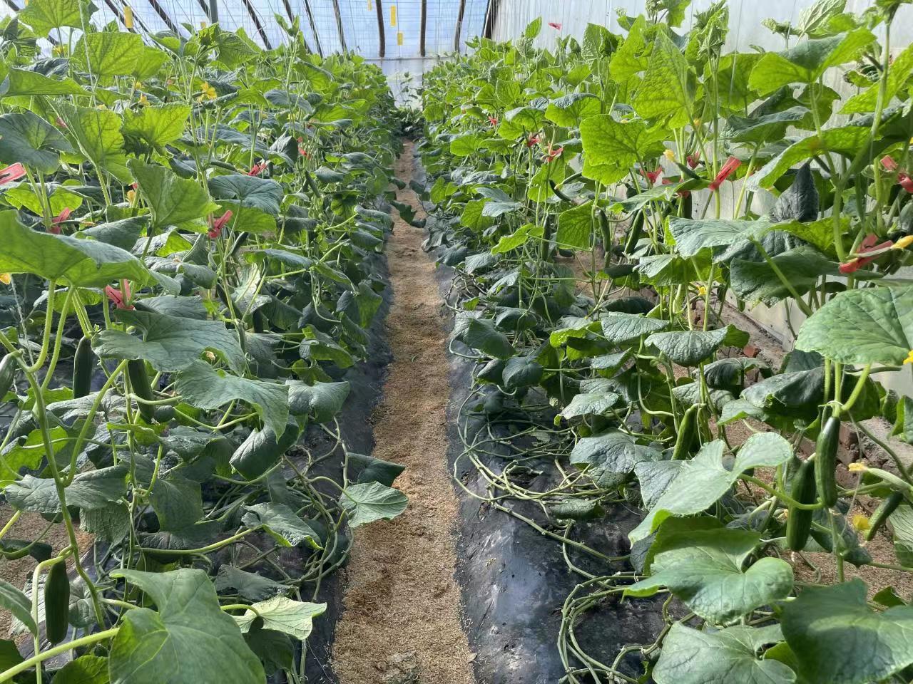 青岛平度小黄瓜开“金花” 共同致富奔头足