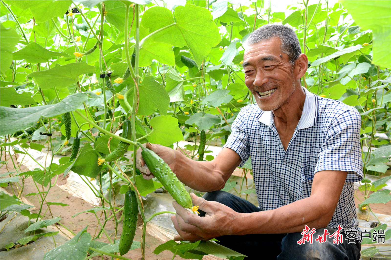 蔬菜种植助农增收 （资料图）新甘肃·甘肃日报记者 金奉乾 摄