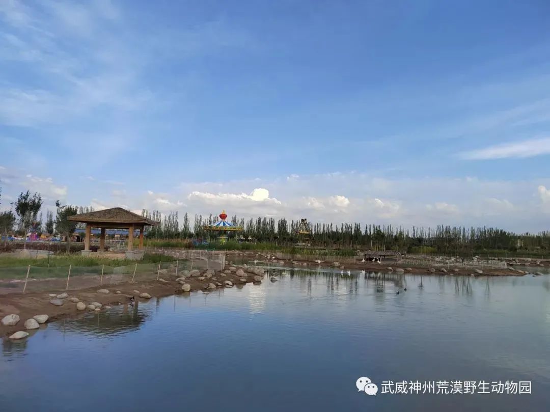 春天来了 我想到武威神州荒漠野生动物园走一走