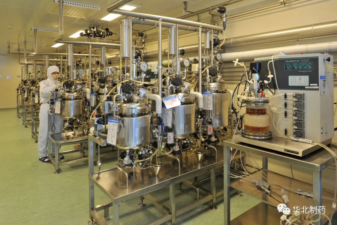 直挂云帆济沧海 ——华药集团“迅可”精神之责任担当