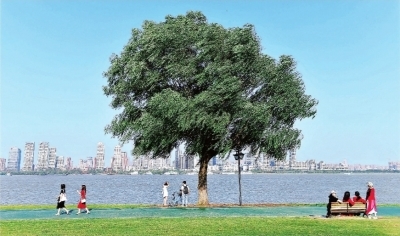 武昌江滩公园的"一棵树"吸引市民,游客来此观景,拍照.