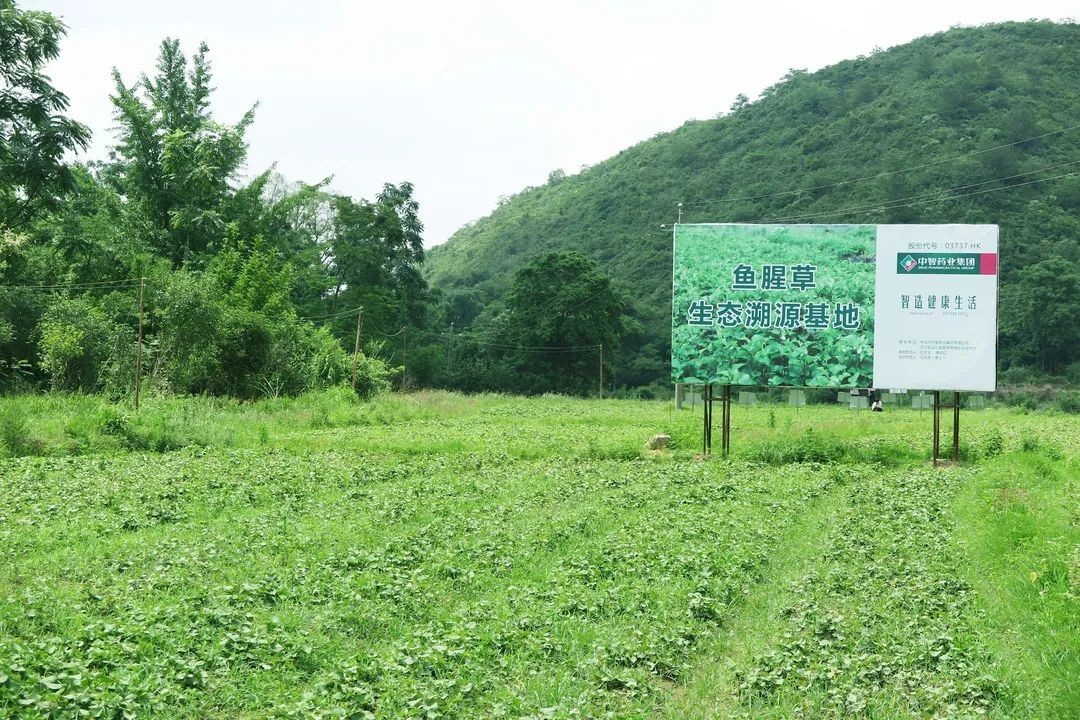 助力安全,高效養生,中智藥業推出了可溯源的新型飲片——草晶華破壁