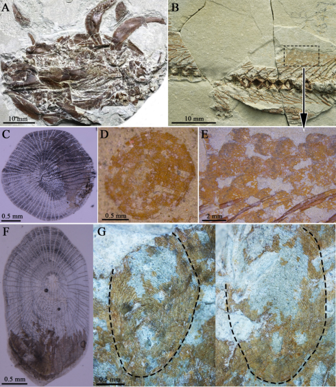 a,曙光古裂腹鱼头骨标本;b,保存有鳞片的副型标本;c,d,现代原始裂腹鱼