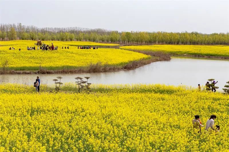 封丘陳橋溼地·油菜花