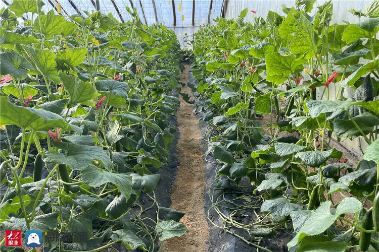 黄瓜种植大棚