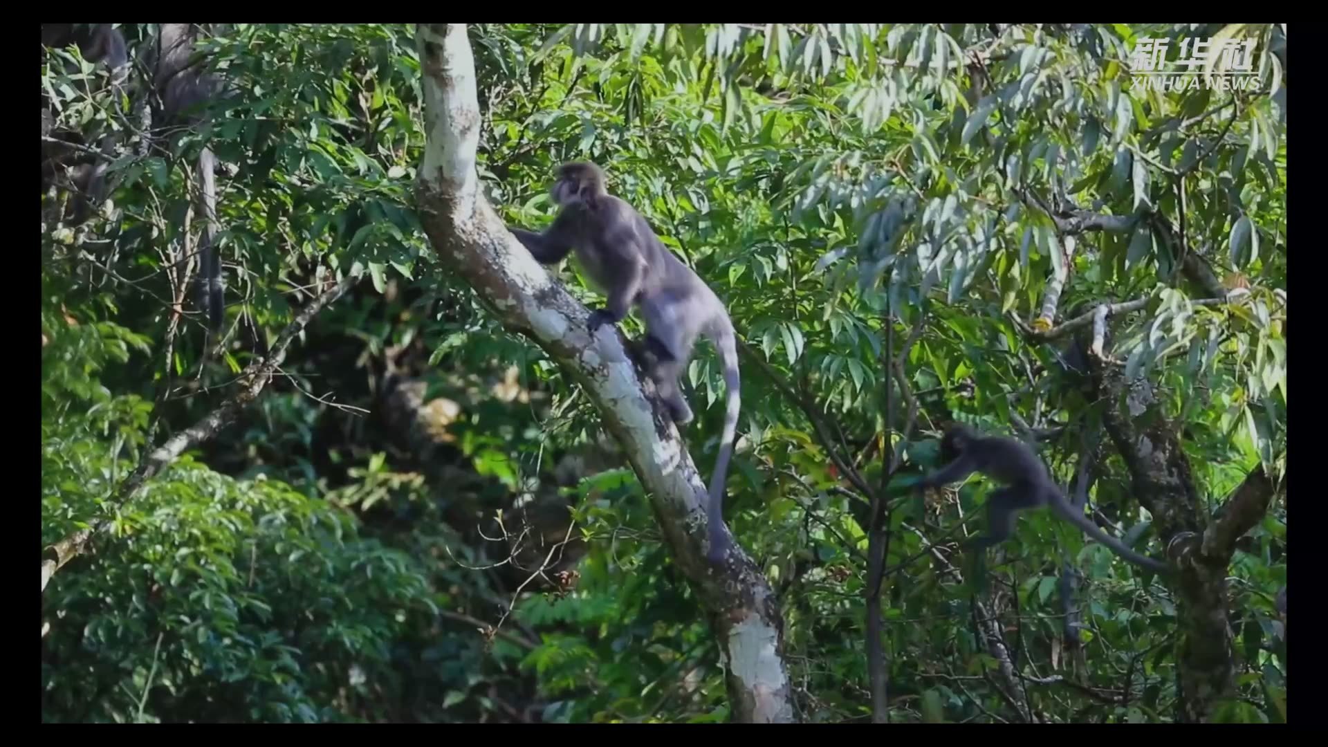 “猴”丁兴旺！云南芒市菲氏叶猴种群数量稳步增加