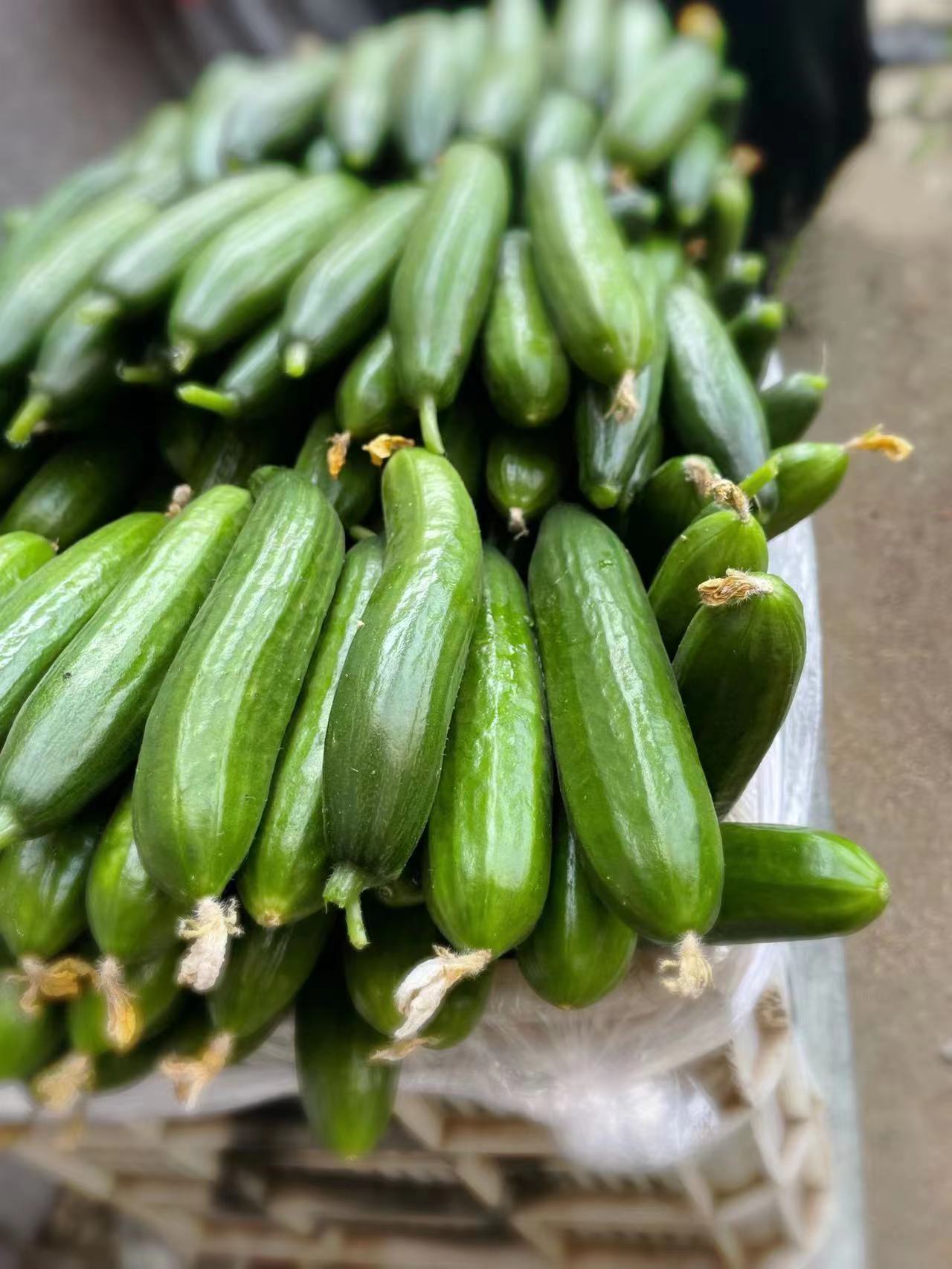 青岛平度小黄瓜开“金花” 共同致富奔头足