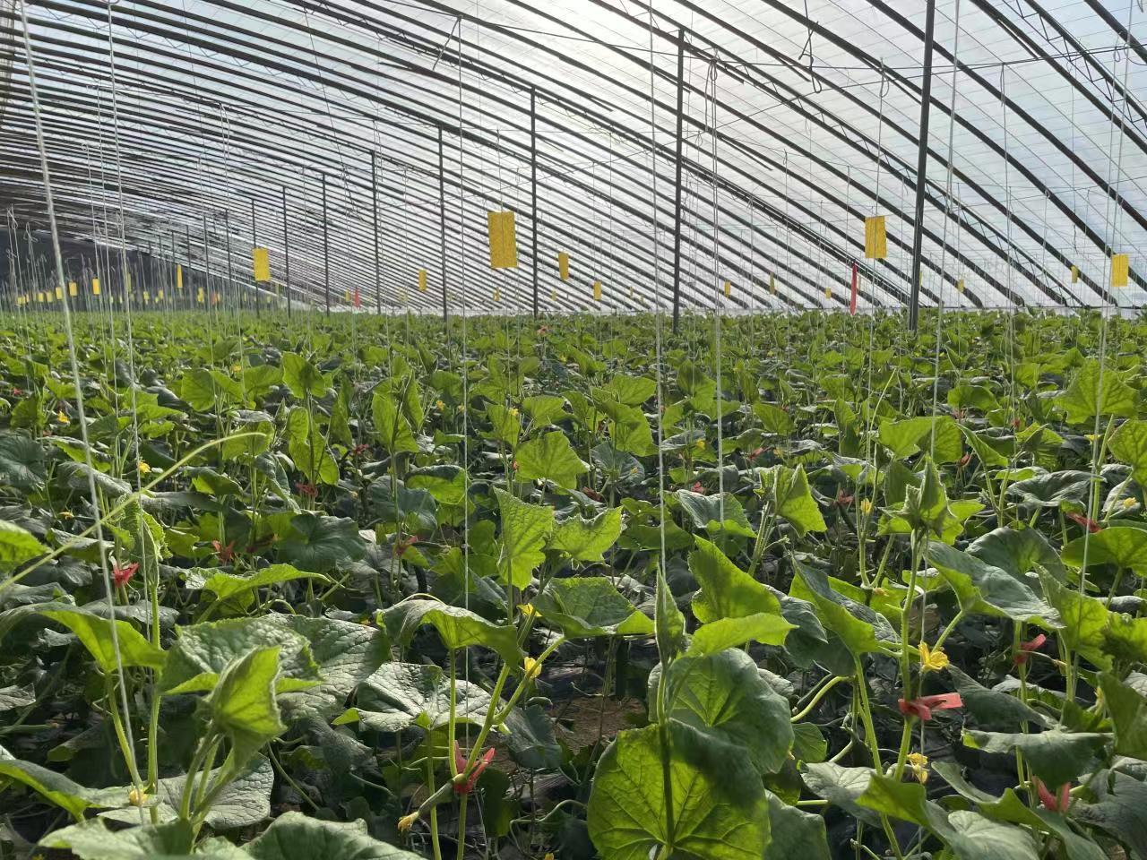 青岛平度小黄瓜开“金花” 共同致富奔头足