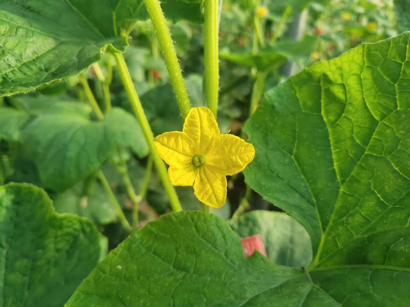 青岛平度小黄瓜开“金花” 共同致富奔头足