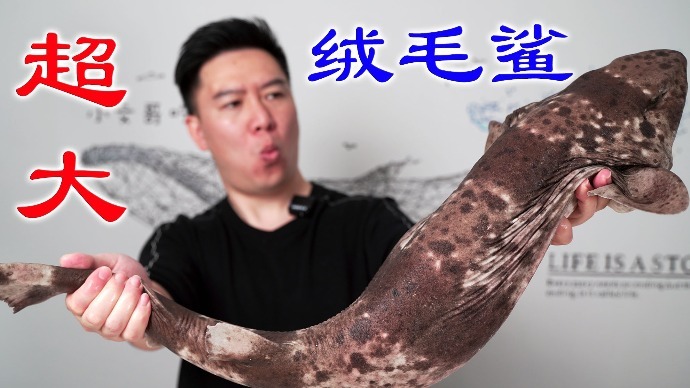 超大绒毛鲨，这口感绝了，太解压了