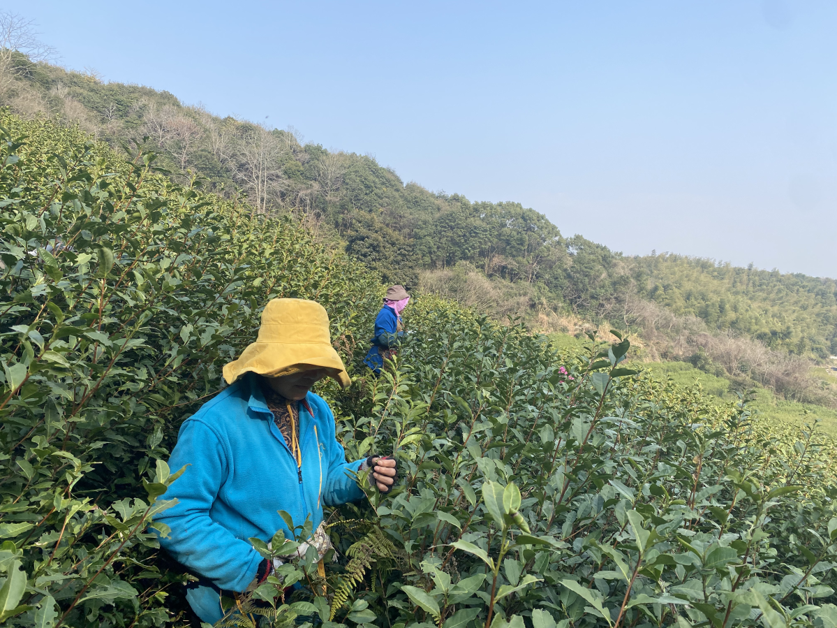 春茶,开采了!__凤凰网