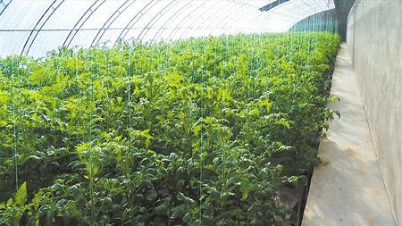 朱家涧蔬菜大棚里绿意盎然 新甘肃&middot;甘肃日报通讯员 李文文