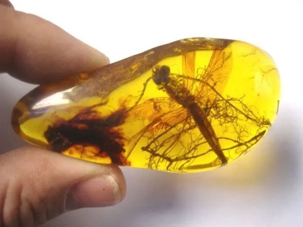 为什么史前动物那么巨大 现在却这么小？都是人干的