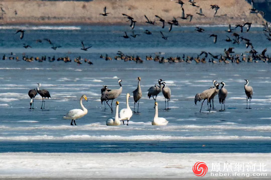 七里海潟湖湿地的白头鹤、天鹅、灰鹤-费明健摄
