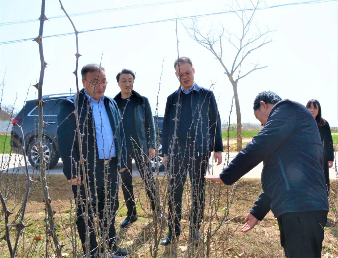 凤翔区委副书记马少辉调研指导乡村振兴工作