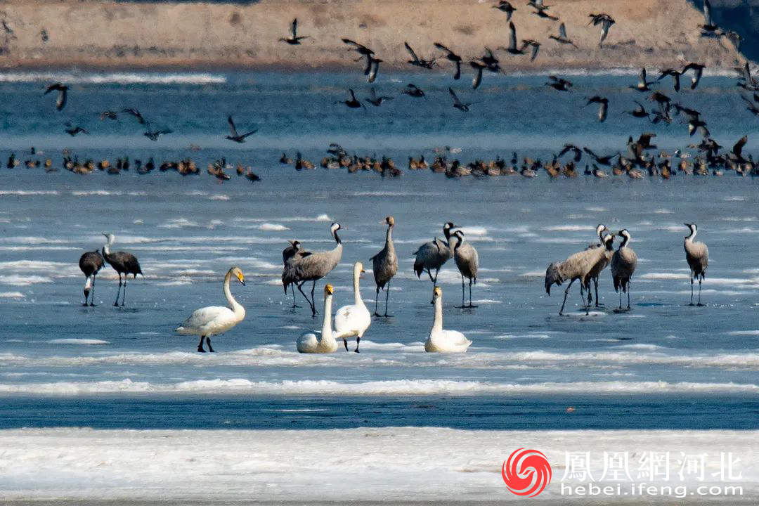 (白头鹤、天鹅、灰鹤)