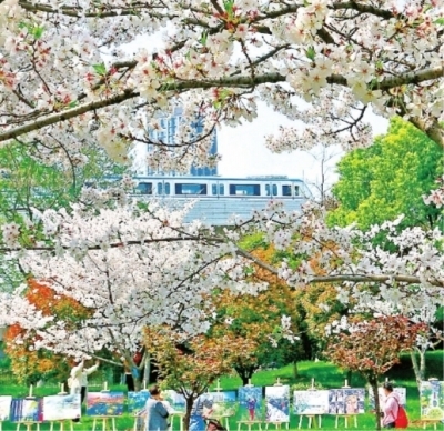 堤角公园樱花与轻轨列车同框(资料图)。