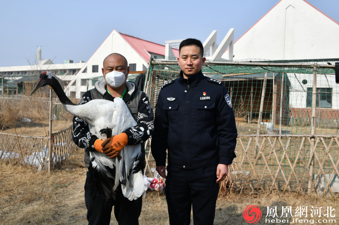 孙洪磊与鸟类保护志愿者交接丹顶鹤