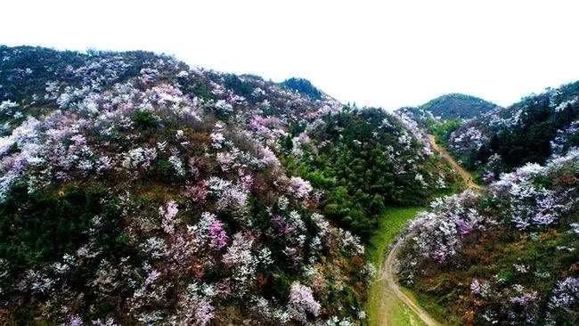 图为崇阳十万亩野樱花