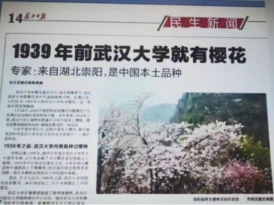 图为长江日报报道武大樱花来自崇阳
