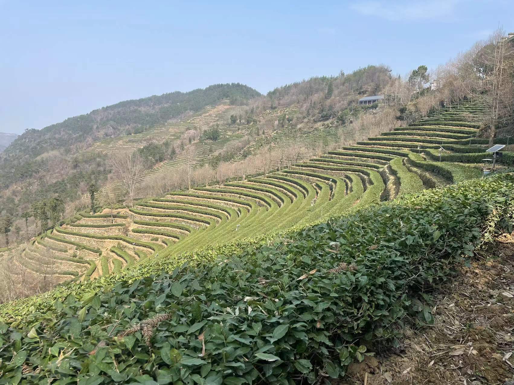 花有约春不误 我在武当八仙观等你！