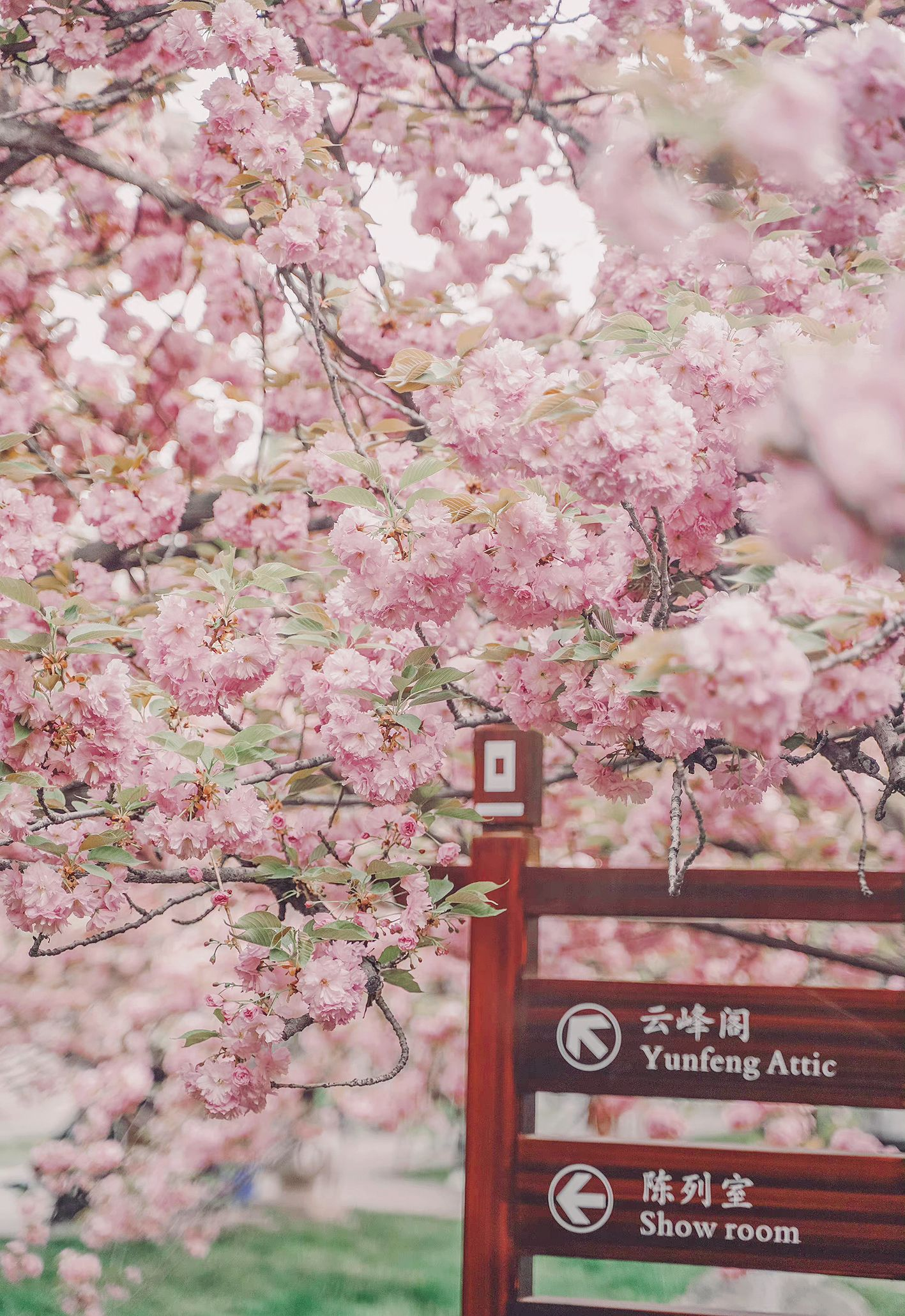 月初是西安青龙寺最佳赏樱期,近日景区内的一些早开樱花品种已经开放